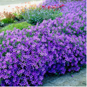 Колокольчик Портеншлага (р9)