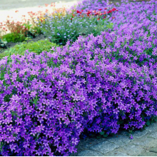 Колокольчик Портеншлага (р9)