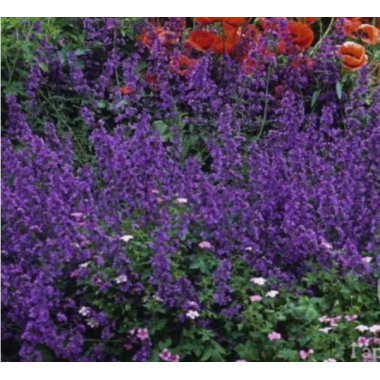 Котовник Феликс (р9)