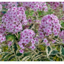 Флокс метельчатый Крем де ля Мент (р8)