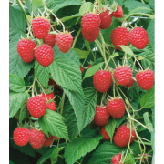 Малина Крепыш (малина-дерево) , ОКС