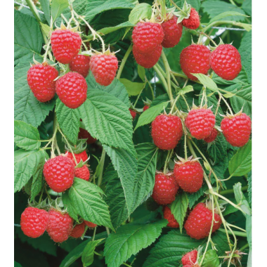 Малина Крепыш (малина-дерево) , ОКС