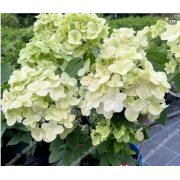 Гортензия метельчатая Бломулус Кумра (р7)