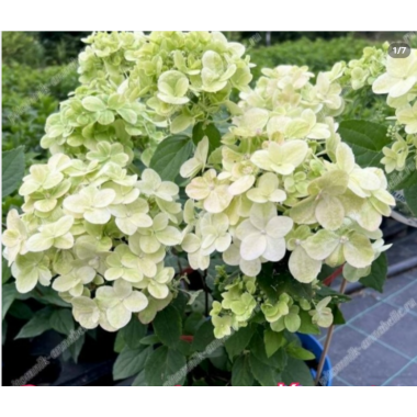 Гортензия метельчатая Бломулус Кумра (р7)