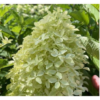 Гортензия метельчатая Меджикал Лайм Спаркл (р9)