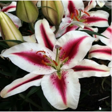 Луковица лилии Лидеке (восточная) Луковица лилии Лидеке (восточная)