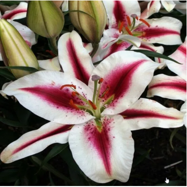 Луковица лилии Лидеке (восточная)