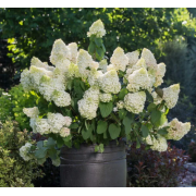 Гортензия метельчатая Литл Хотти (р9)