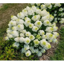 Гортензия метельчатая Литл Хотти (р7) Гортензия метельчатая Литл Хотти (р7)