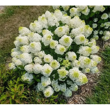 Гортензия метельчатая Литл Хотти (р7)