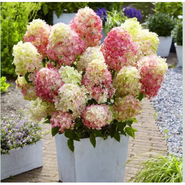 Гортензия метельчатая Литл Квик Файер (р8)