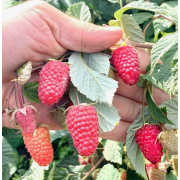 Малина Малиновая гряда , ОКС