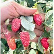 Малина Малиновая гряда , ОКС