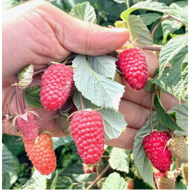 Малина Малиновая гряда , ОКС