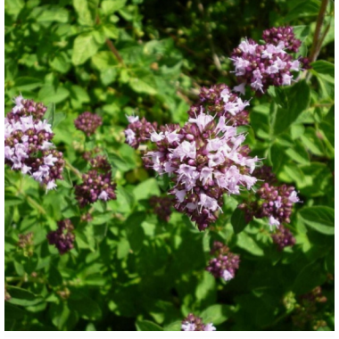 Душица Маргерит (р9) Май 2026