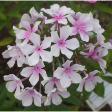 Флокс метельчатый Маруся (р9)