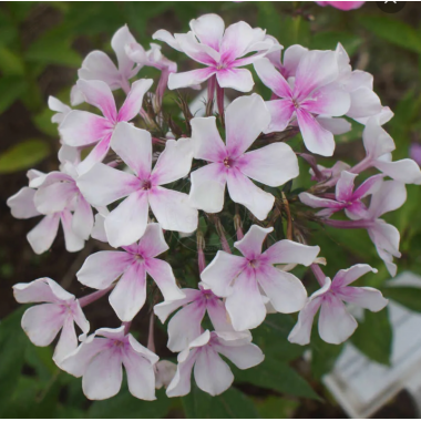 Флокс метельчатый Маруся (р9)