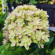 Гортензия метельчатая Мечта Лесково 