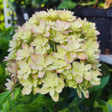 Гортензия метельчатая Мечта Лесково (1 литр) Гортензия метельчатая Мечта Лесково (1 литр)