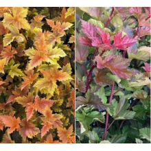 Пузыреплодник Меджик Болл , р9 