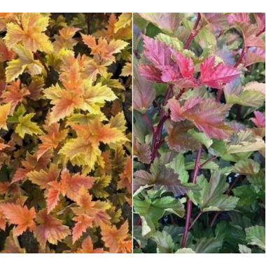 Пузыреплодник Меджик Болл , р9 