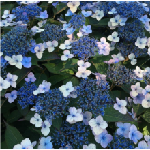 Гортензия пильчатая Меджикал Пиллоу (р9) Гортензия пильчатая Меджикал Пиллоу (р9)