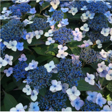 Гортензия пильчатая Меджикал Пиллоу (р9)