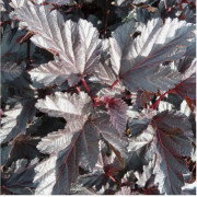 Пузыреплодник Миднайт Джо Найт (р8)