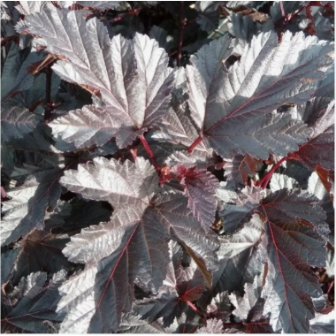 Пузыреплодник Миднайт Джо Найт (р8)