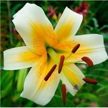 Луковица лилии Мистер Кас (лилия-дерево)