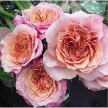 Роза Мияби (шраб)