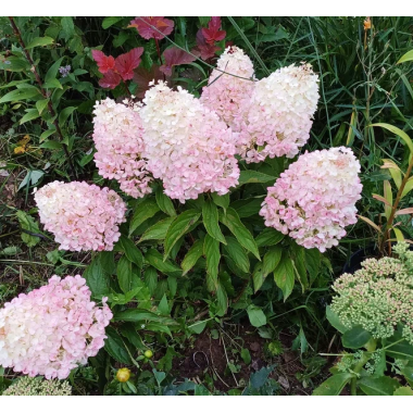 Гортензия метельчатая Меджикал Монт Малинч (укор. черенок в р9)