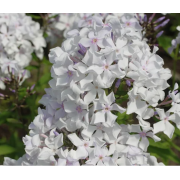 Флокс метельчатый Морская пена (р8)