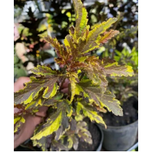 Пузыреплодник Мозаика (р8)