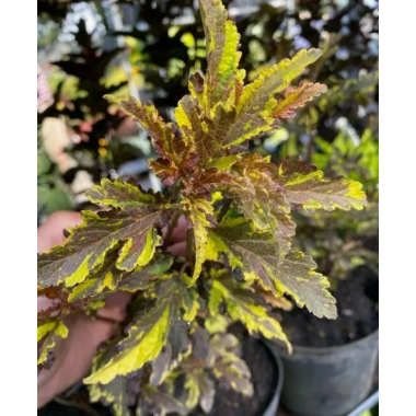 Пузыреплодник Мозаика (р8)