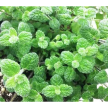 Мята Ванильная (р9) май 2026