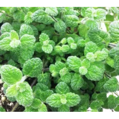 Мята Ванильная (р9) май 2026