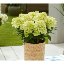 Гортензия метельчатая Бломулус Нимбус (р7) Гортензия метельчатая Бломулус Нимбус (р7)