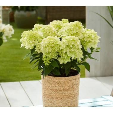 Гортензия метельчатая Бломулус Нимбус (р9)