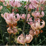 Луковица лилии Пинк Монинг (мартагон)