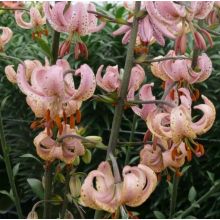 Луковица лилии Пинк Монинг (мартагон) Луковица лилии Пинк Монинг (мартагон)