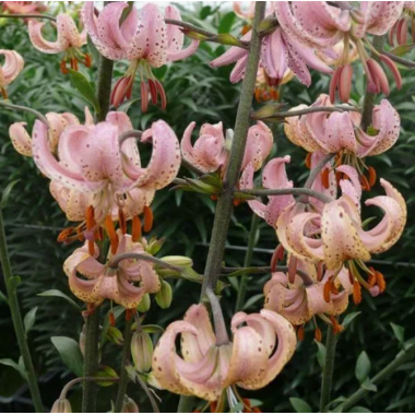 Луковица лилии Пинк Монинг (мартагон)