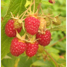 Малина Подарок Казакова (р9)