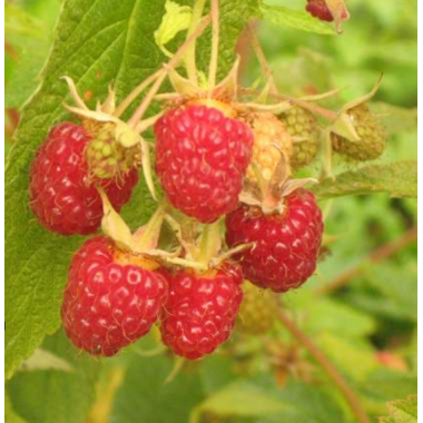 Малина Подарок Казакова (р9)