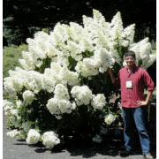 Гортензия метельчатая Полар Бир (ОКС, 3-4 вет.)