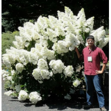 Гортензия метельчатая Полар Бир (ОКС, 3-4 вет.) Гортензия метельчатая Полар Бир (ОКС, 3-4 вет.)