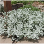 Полынь Морис Стрейн (р9 , МАЙ 26)