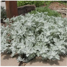 Полынь Морис Стрейн (р9 , МАЙ 26)