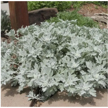 Полынь Морис Стрейн (р9 , МАЙ 26)