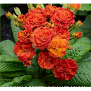 Примула Претти Полли Тропикал